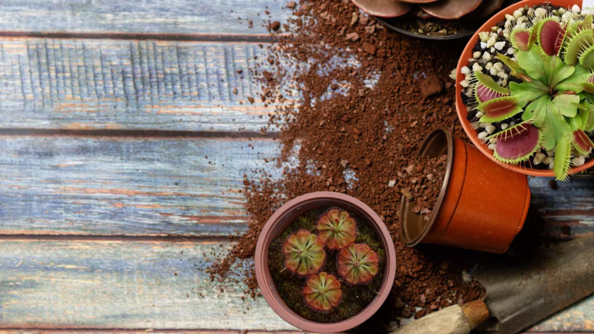 Macetas con plantas carnívoras