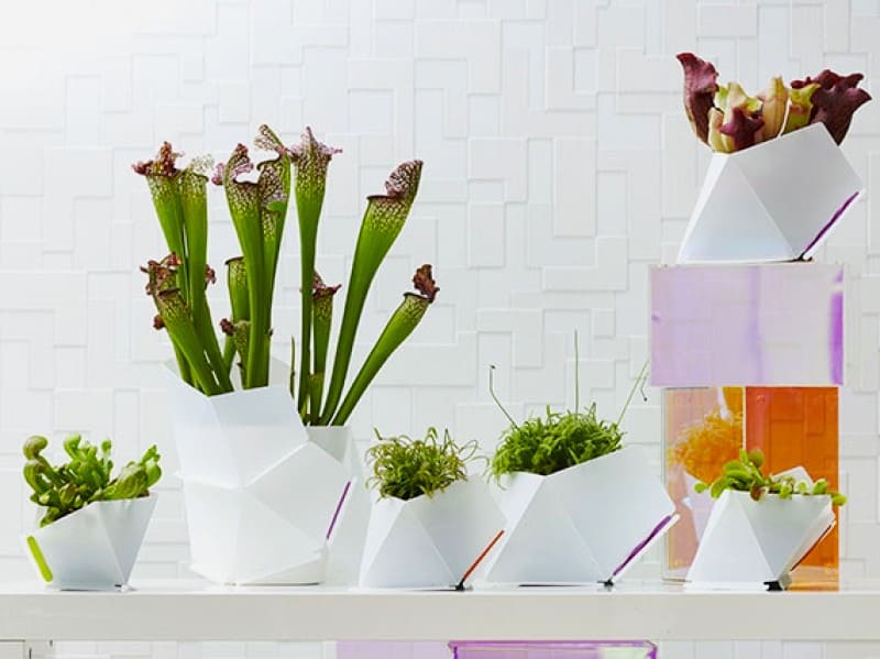 Plantas carnívoras en macetas