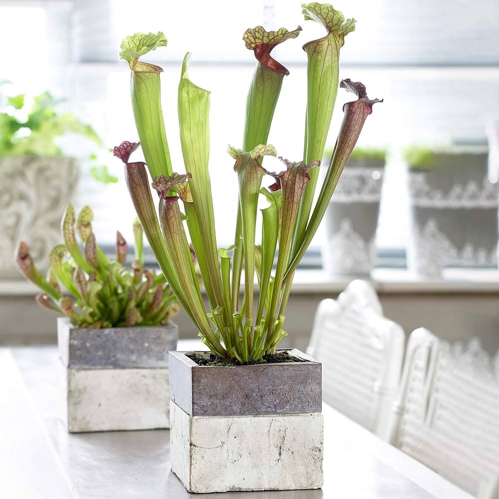 Cocina con plantas carnívoras decorativas
