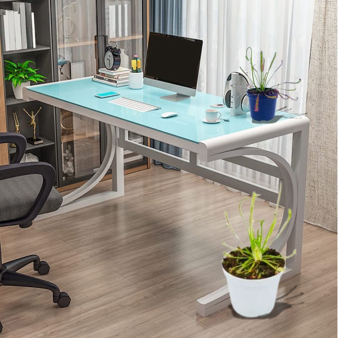 Escritorio con plantas carnívoras decorativas