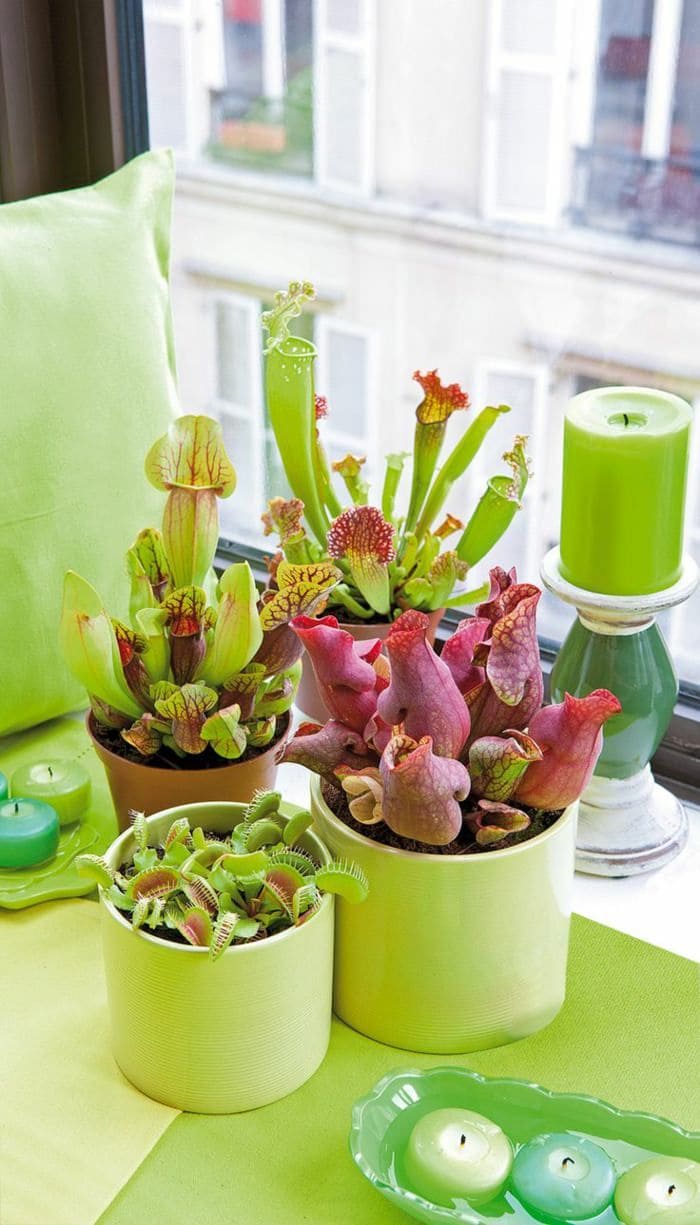 Plantas carnívoras en macetas, rodeadas de velas