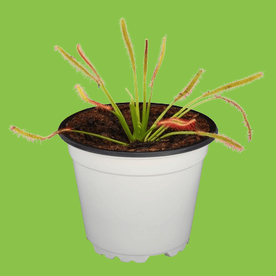 Imagen planta carnívora 11