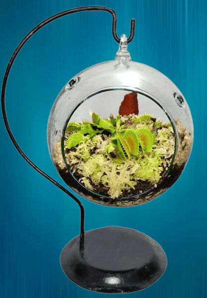 Living con plantas carnívoras decorativas