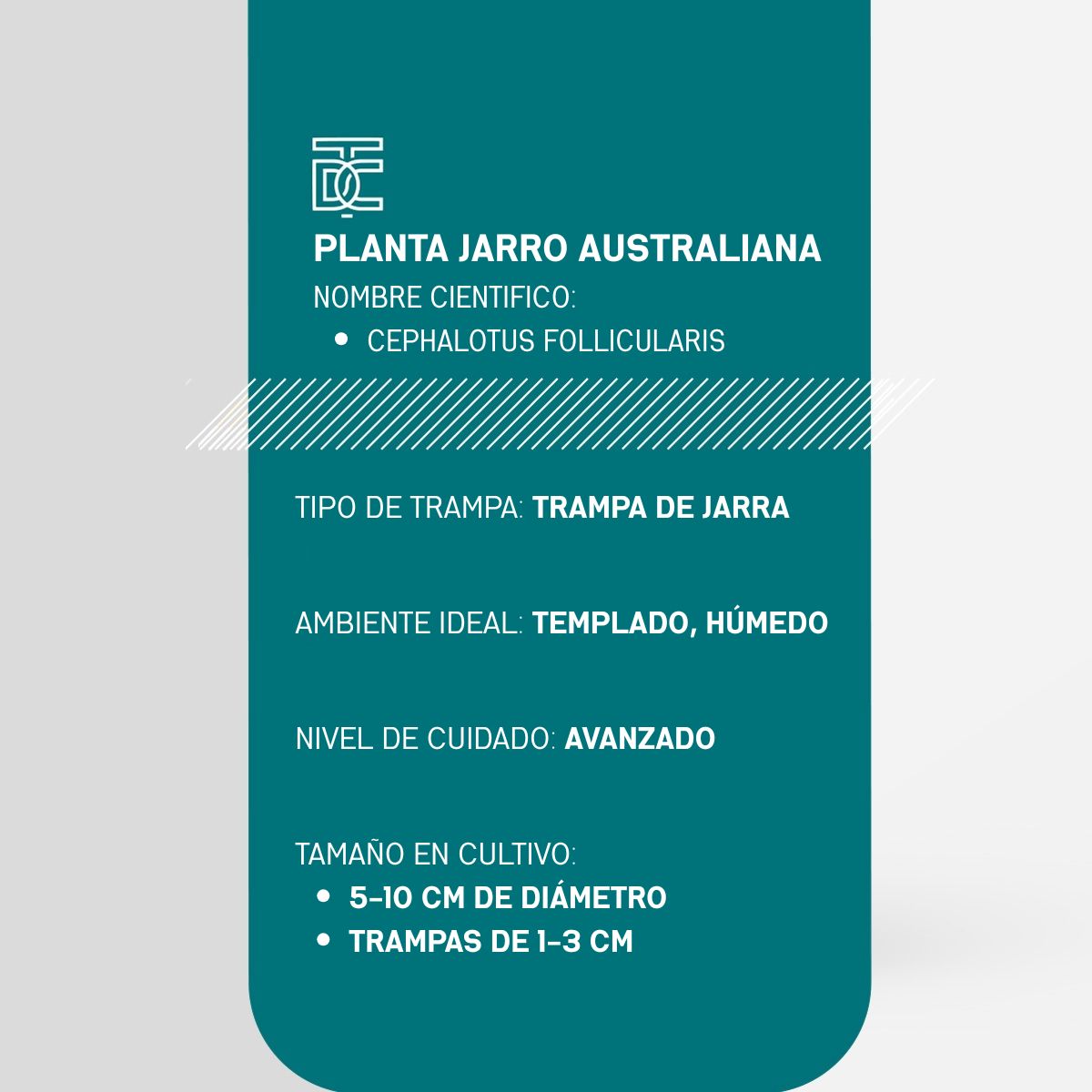 Info Planta Jarro Australiana