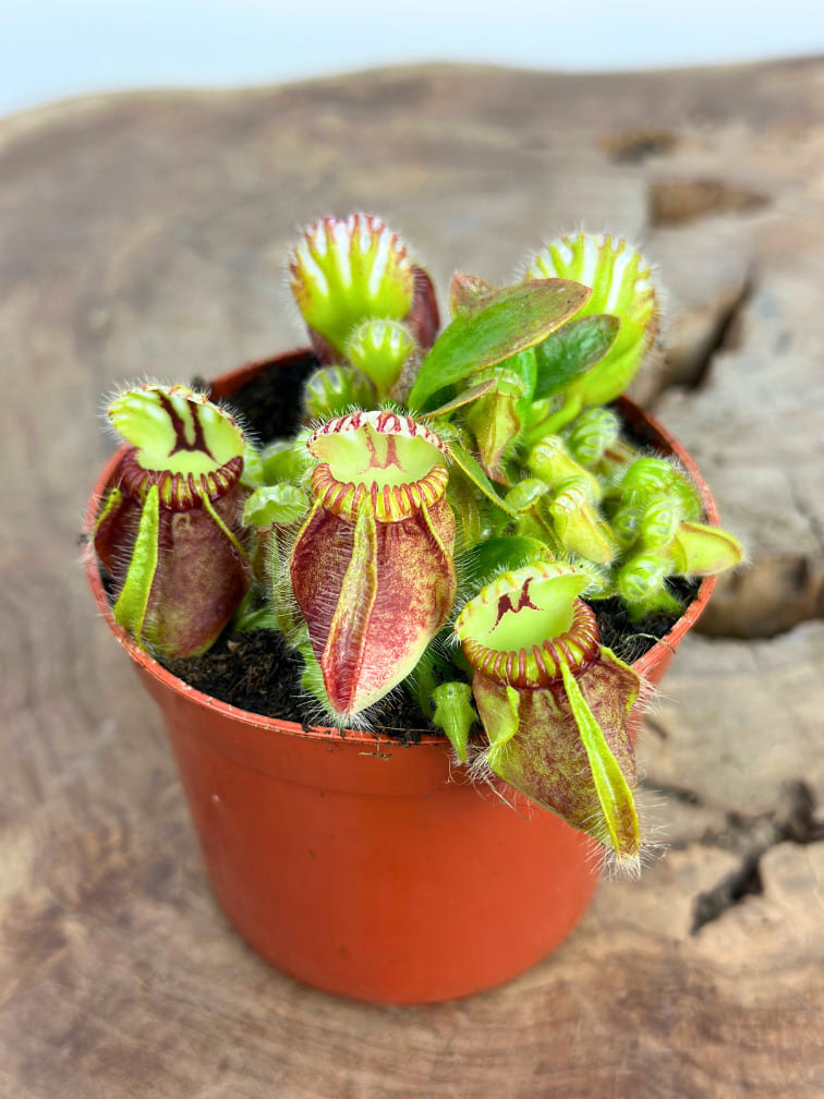 Planta Jarro Australiana