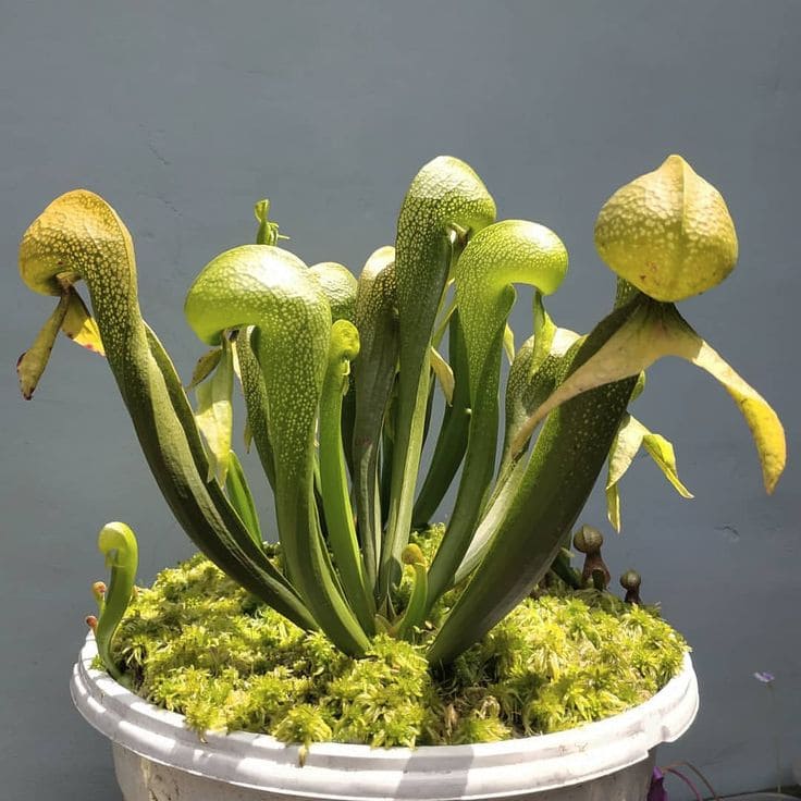 Planta Cobra