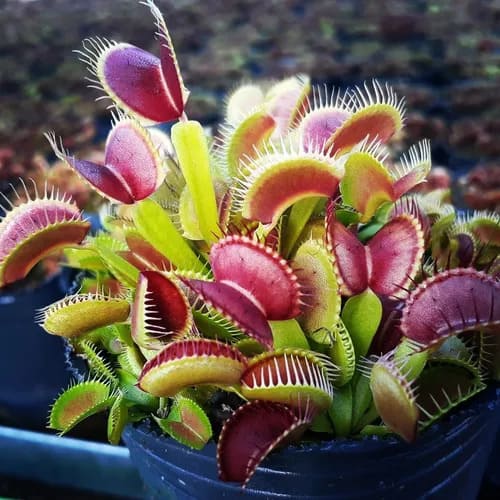 Venus Atrapamoscas