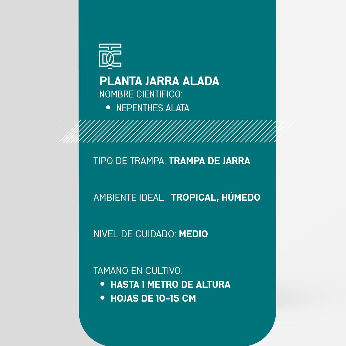 Info Planta Jarra Alada