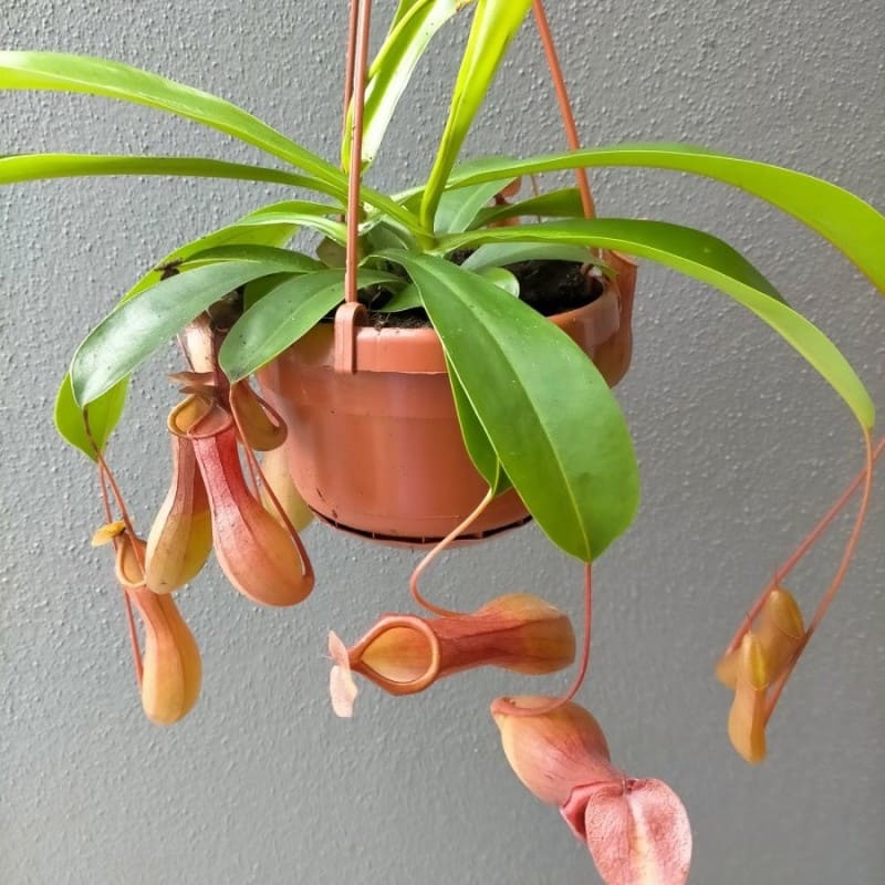 Planta Jarra Alada