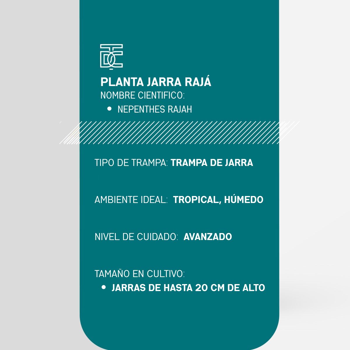 Info Planta jarro rajá