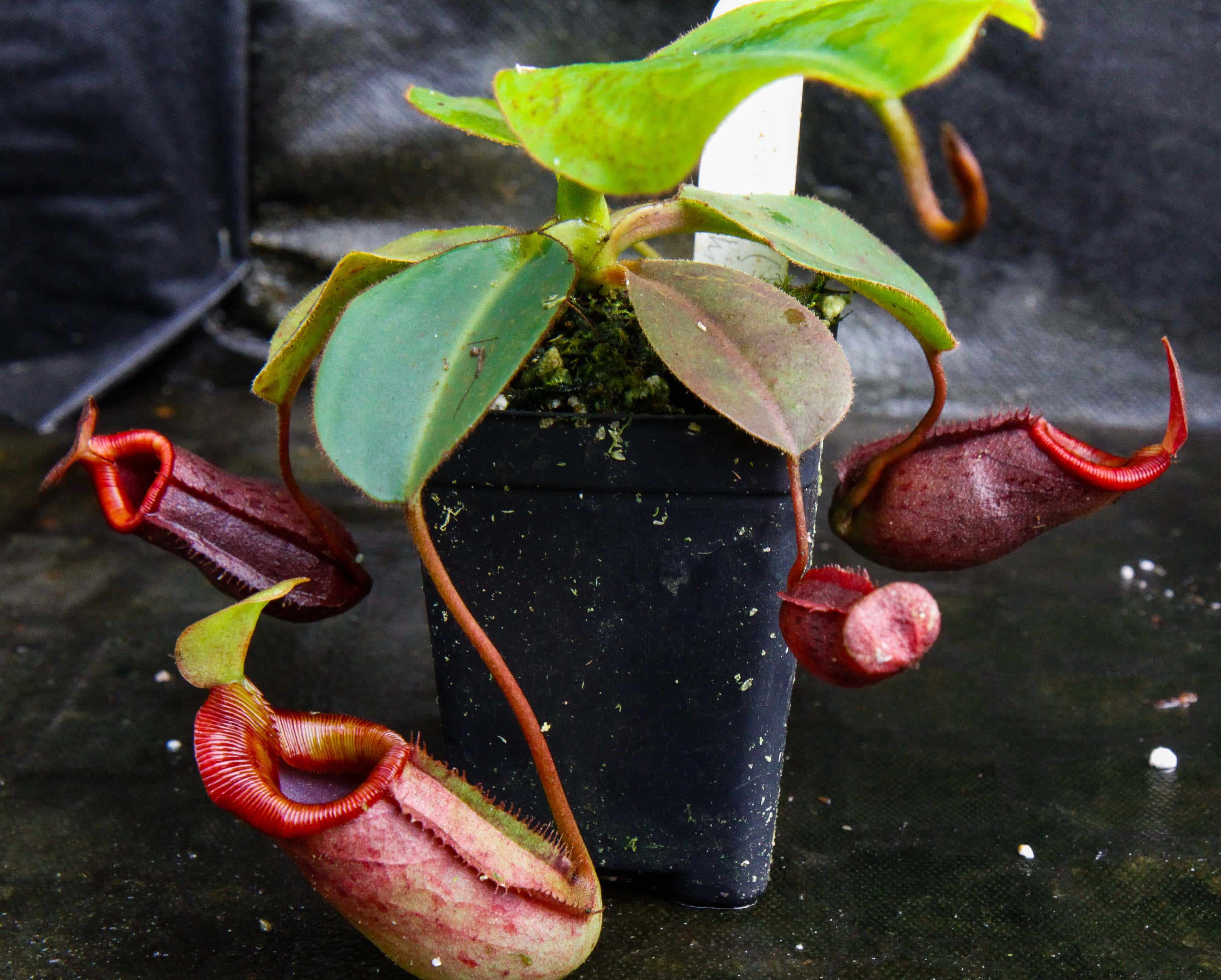 Planta jarro rajá