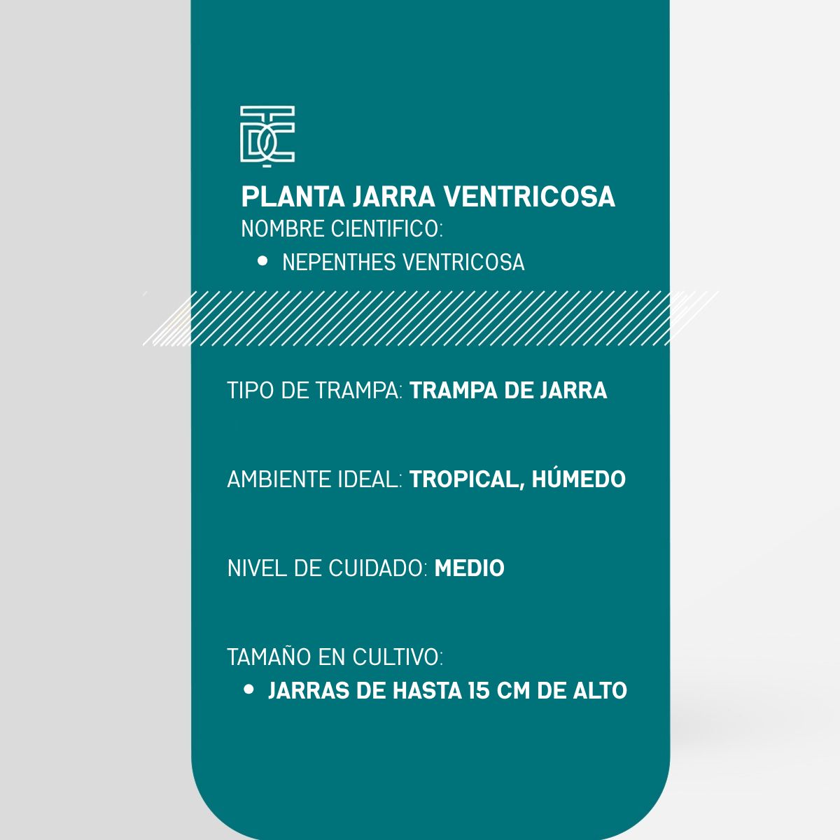 Info Planta Jarra Ventricosa