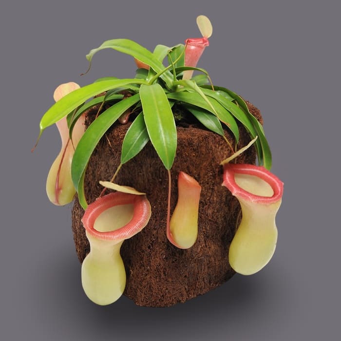 Planta Jarra Ventricosa