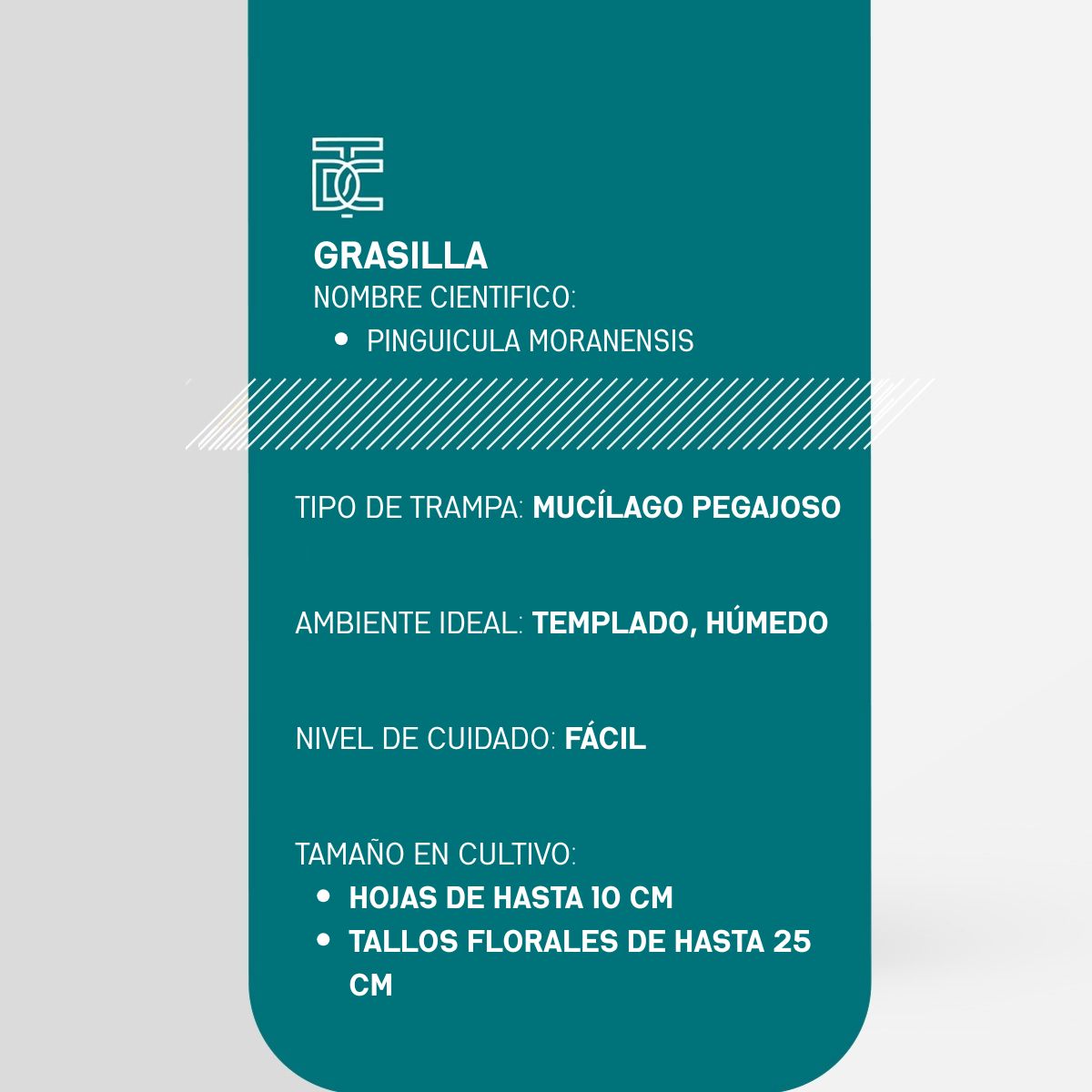 Info Grasilla