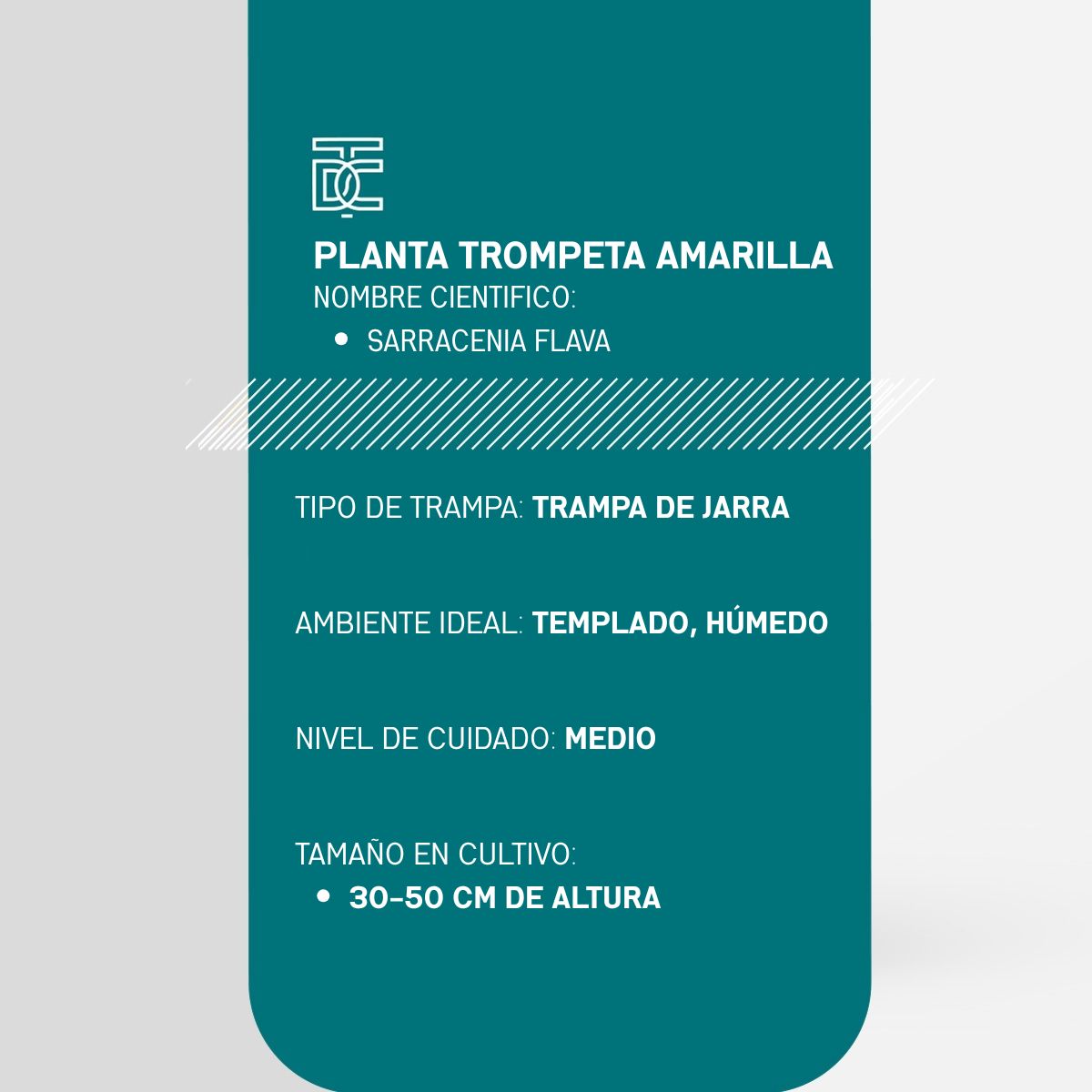 Info Planta Trompeta Amarilla