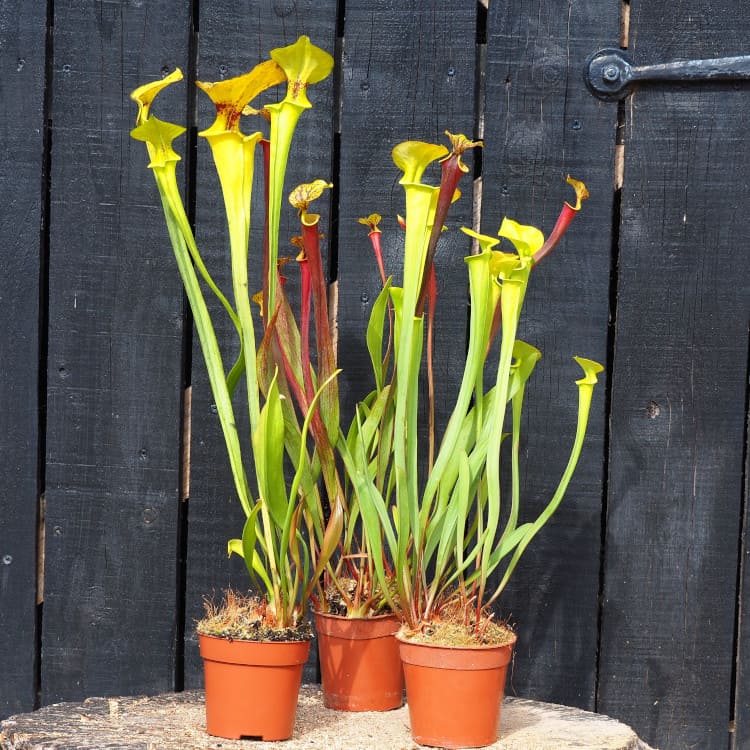 Planta Trompeta Amarilla