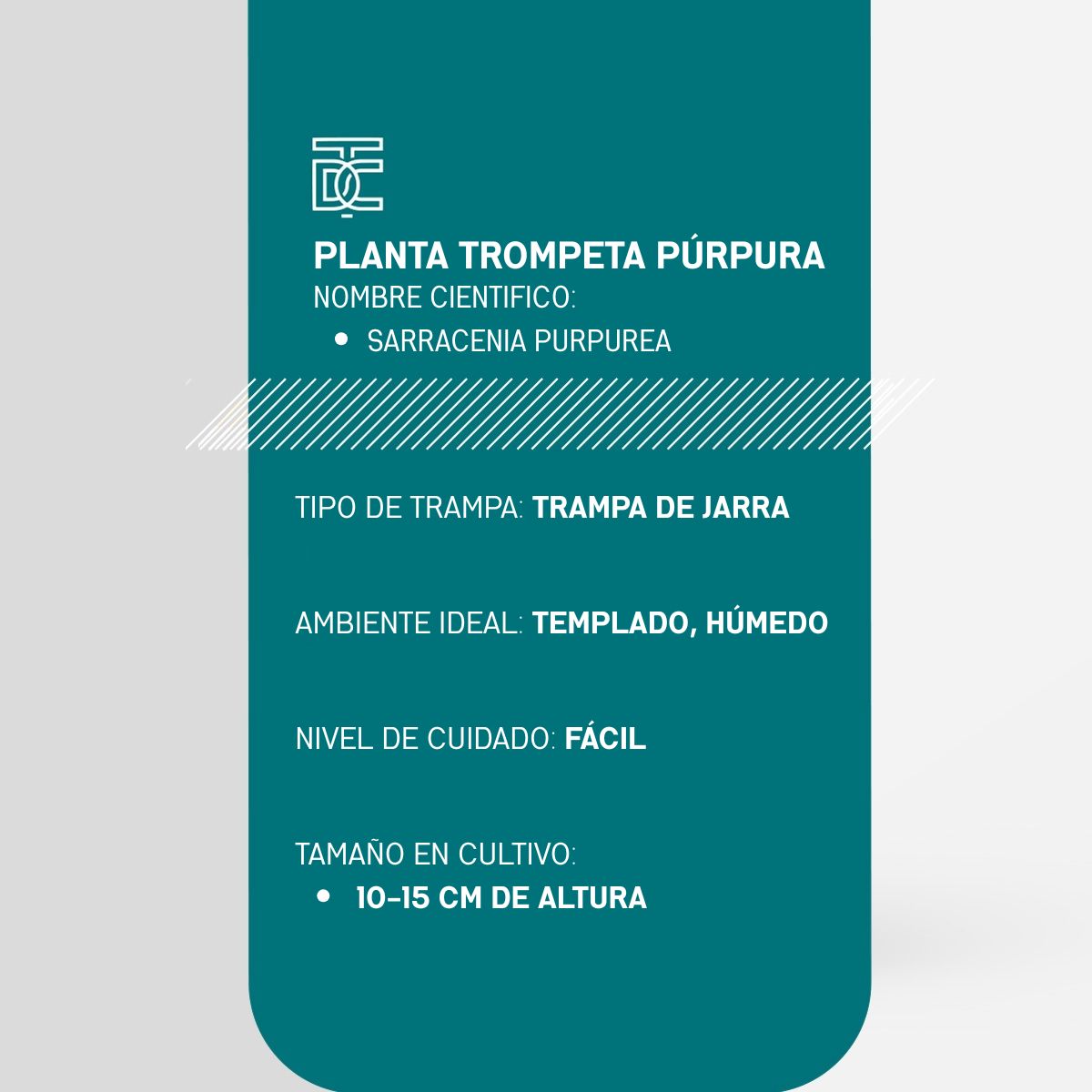 Info Planta Trompeta Púrpura