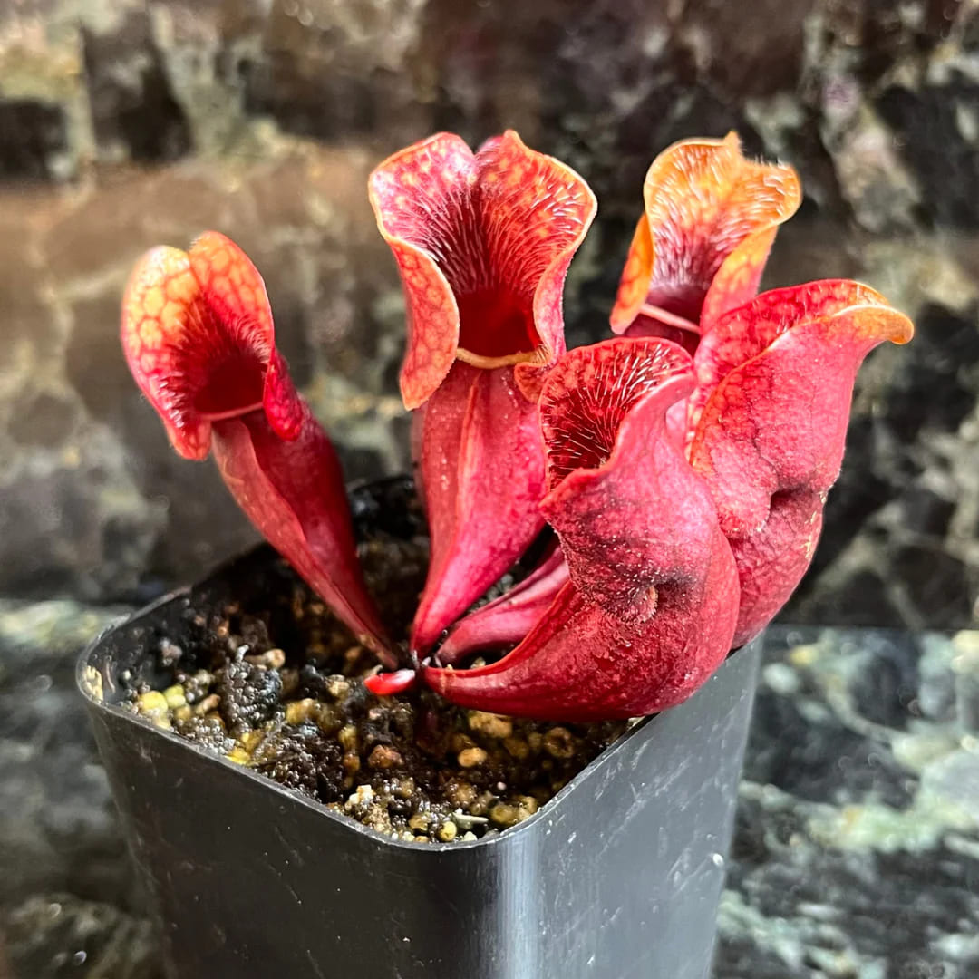 Planta Trompeta Púrpura