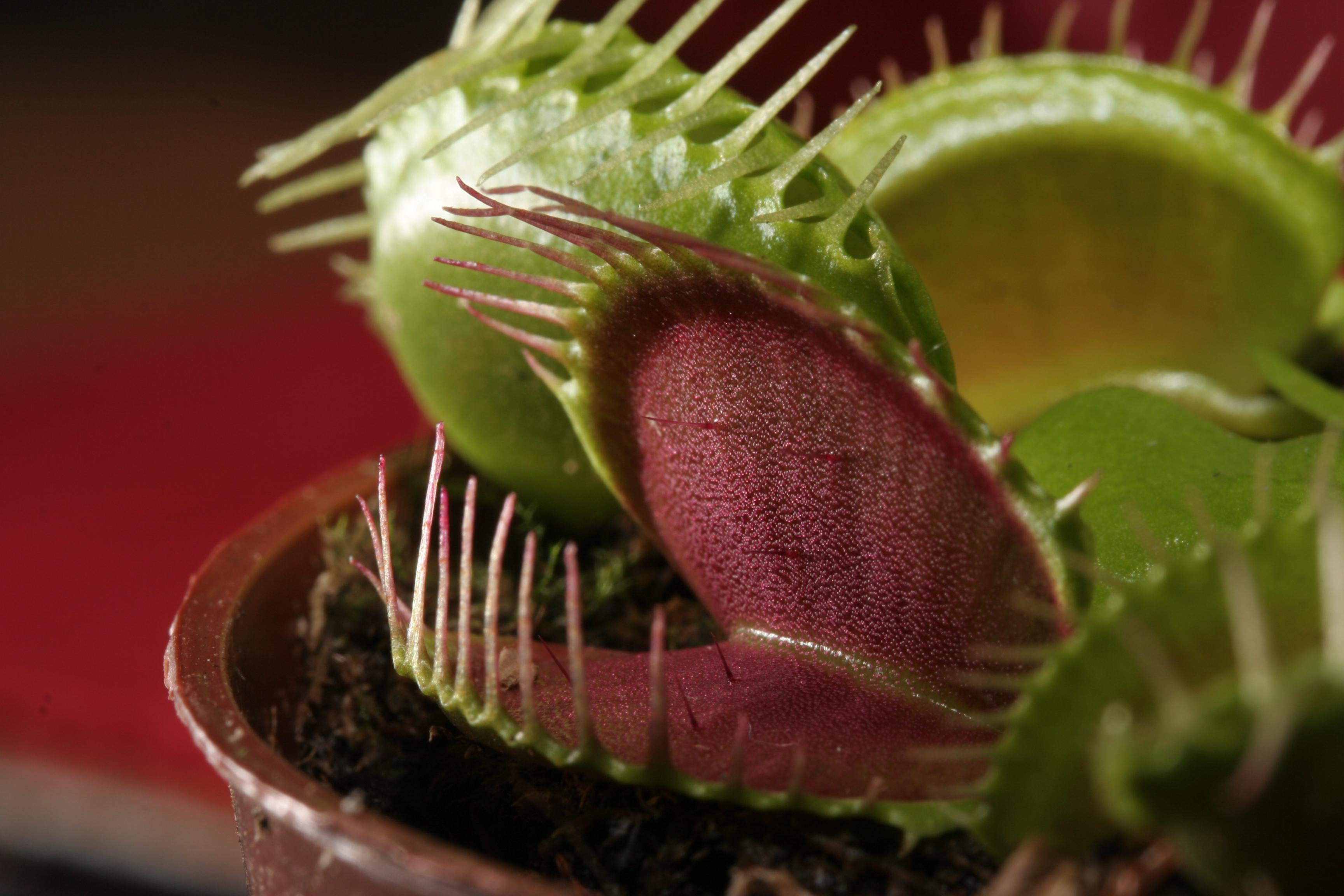 Imagen de planta carnivora