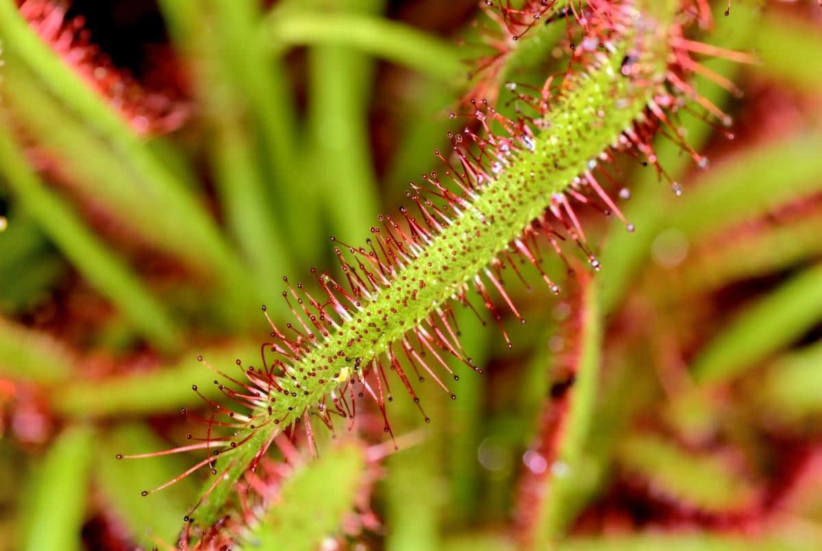 Imagen de planta carnivora 2